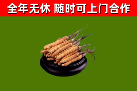 安阳烟酒回收冬虫夏草.jpg